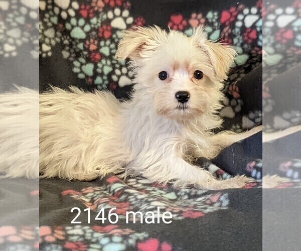 Medium Photo #4 Poodle (Toy)-Yorkshire Terrier Mix Puppy For Sale in CLARE, IL, USA