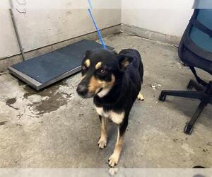 German Shepherd Dog-Unknown Mix Dogs for adoption in Camarillo, CA, USA