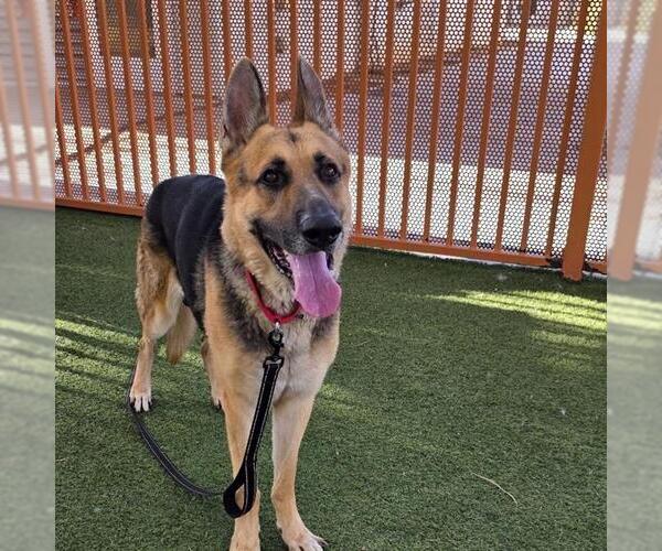 Medium Photo #2 German Shepherd Dog-Unknown Mix Puppy For Sale in Las Vegas, NV, USA
