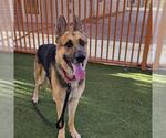 Small #1 German Shepherd Dog Mix