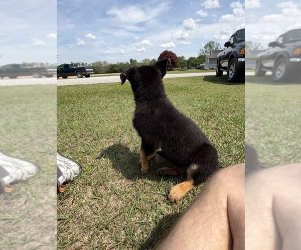 Medium Photo #2 German Shepherd Dog Puppy For Sale in GREENVILLE, NC, USA
