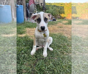American Pit Bull Terrier-Unknown Mix Dogs for adoption in Sandy, UT, USA