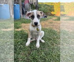 Small American Pit Bull Terrier Mix