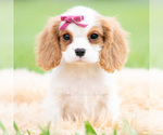 Puppy 3 Cavalier King Charles Spaniel
