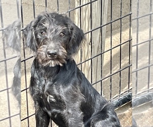 Labradoodle-Poodle (Standard) Mix Puppy for sale in CRAIG, NE, USA