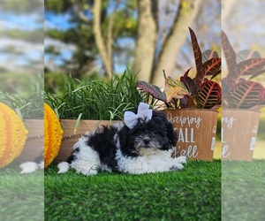 Zuchon Puppy for sale in INDIANAPOLIS, IN, USA