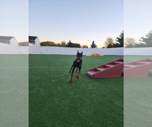 Rufio Adoption Pending! - Male Doberman Pinscher Dog for Adoption - Photo #12