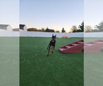 Small Photo #12 Doberman Pinscher Puppy For Sale in Buffalo, MN, USA