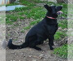 Small Photo #1 German Shepherd Dog Puppy For Sale in FORT WORTH, TX, USA