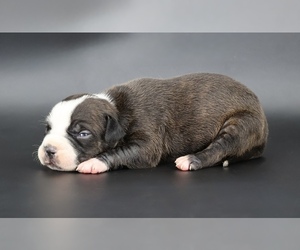 American Bully Puppy for sale in CHAMPAIGN, IL, USA