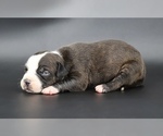 Image preview for Ad Listing. Nickname: Nyla