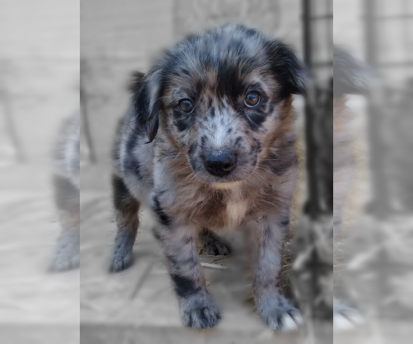 Medium Photo #2 Australian Shepherd Puppy For Sale in COEUR D ALENE, ID, USA