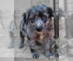 Small Photo #2 Australian Shepherd Puppy For Sale in COEUR D ALENE, ID, USA