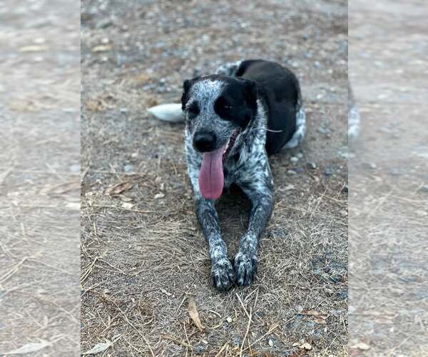Medium Photo #2 Mutt Puppy For Sale in Paso Robles, CA, USA