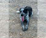 Small #1 Mutt