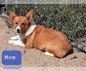 Mother of the Pembroke Welsh Corgi puppies born on 12/16/2022