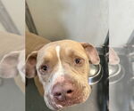 Small #1 American Pit Bull Terrier