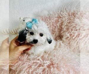 Medium Poodle (Toy)