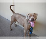 Small American Staffordshire Terrier Mix