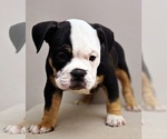 Small #4 American Bully