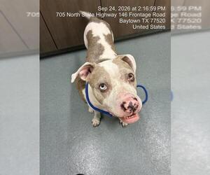 Mutt Dogs for adoption in Baytown, TX, USA