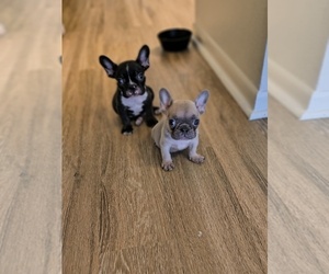 French Bulldog Puppy for sale in SAN FRANCISCO, CA, USA