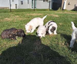 Poodle (Miniature) Puppy for sale in COON RAPIDS, MN, USA