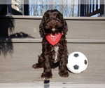 Small Photo #8 Cockapoo Puppy For Sale in MILLERSBURG, OH, USA