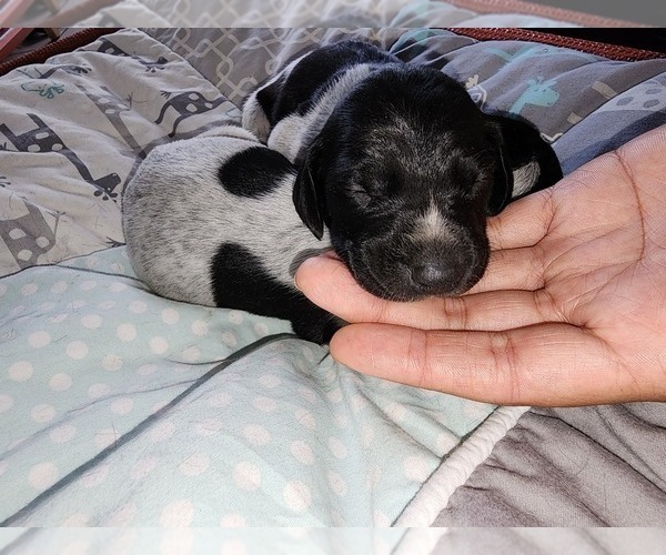Medium Photo #3 German Shorthaired Pointer Puppy For Sale in HENDERSON, NV, USA