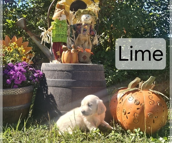 Medium Photo #1 English Cream Golden Retriever Puppy For Sale in SODDY DAISY, TN, USA