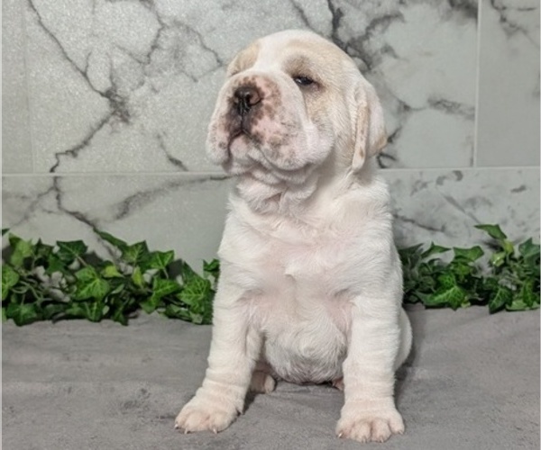 Medium Photo #10 Cocker-Pei Puppy For Sale in GOSHEN, IN, USA