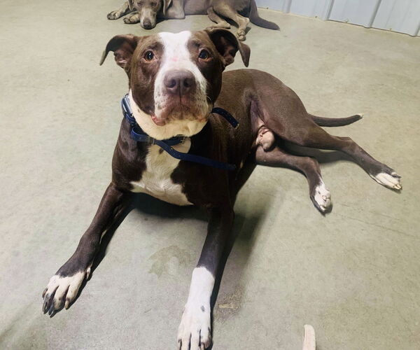 Medium Photo #7 American Pit Bull Terrier-Unknown Mix Puppy For Sale in Germantown, OH, USA