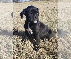 Boxer Puppy for sale in TOLAR, TX, USA