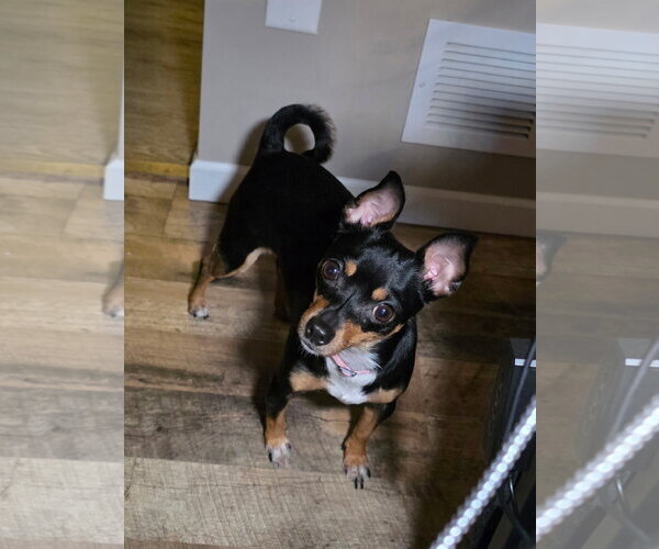 Medium Photo #6 Miniature Pinscher-Unknown Mix Puppy For Sale in Cottage Grove, MN, USA