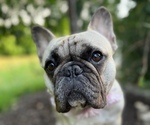 Small Photo #1 French Bulldog Puppy For Sale in GLEN ALLEN, VA, USA