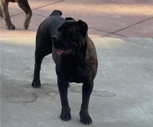 Mother of the Cane Corso puppies born on 10/24/2021