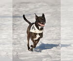 Small #27 American Pit Bull Terrier-Labrador Retriever Mix