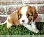 Small #6 Cavalier King Charles Spaniel