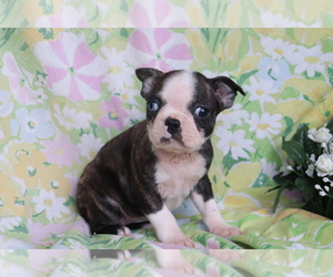 Boston Terrier-Faux Frenchbo Bulldog Mix Puppy for sale in SHILOH, OH, USA