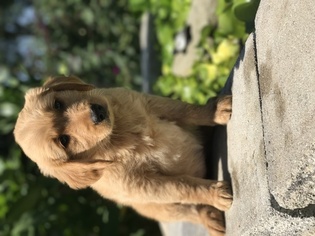 Golden Retriever Puppy for sale in LANCASTER, NY, USA