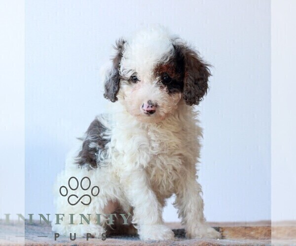 Medium Photo #2 Poodle (Miniature) Puppy For Sale in LITITZ, PA, USA