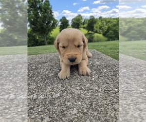 Golden Retriever Puppy for sale in WILLIAMSTOWN, KY, USA