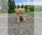 Image preview for Ad Listing. Nickname: Reggie