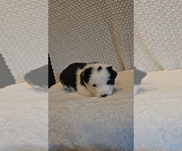 Medium Photo #1 Border Collie Puppy For Sale in PEARL CITY, IL, USA
