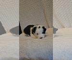 Puppy Blue Border Collie