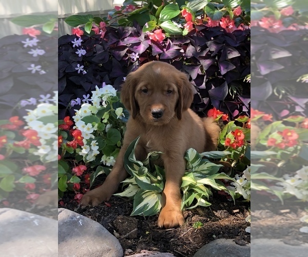Medium Photo #1 Golden Retriever Puppy For Sale in CLARK, WI, USA