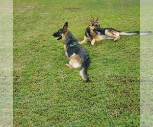 Father of the German Shepherd Dog puppies born on 07/29/2025
