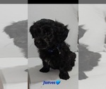 Puppy Puppy 4 Thursd Shih-Poo