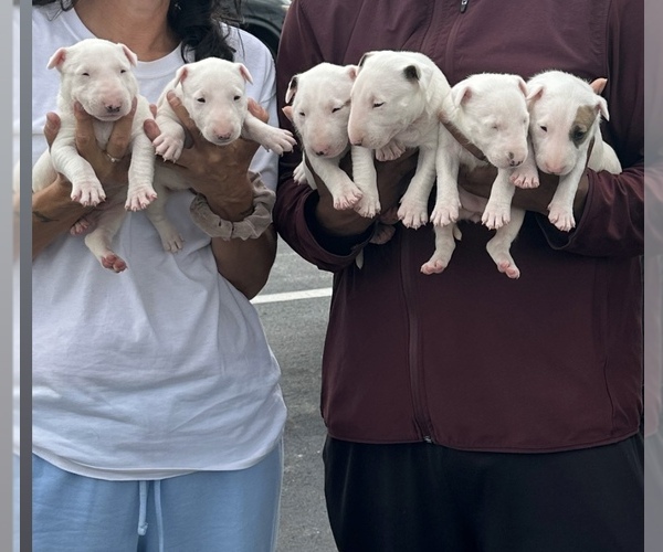 Medium Photo #1 Bull Terrier Puppy For Sale in DECATUR, TN, USA