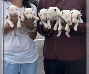 Bull Terrier Puppy for sale in DECATUR, TN, USA